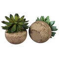 Succulent in Stone Pot