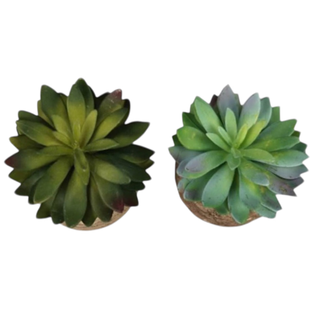 Succulent in Stone Pot