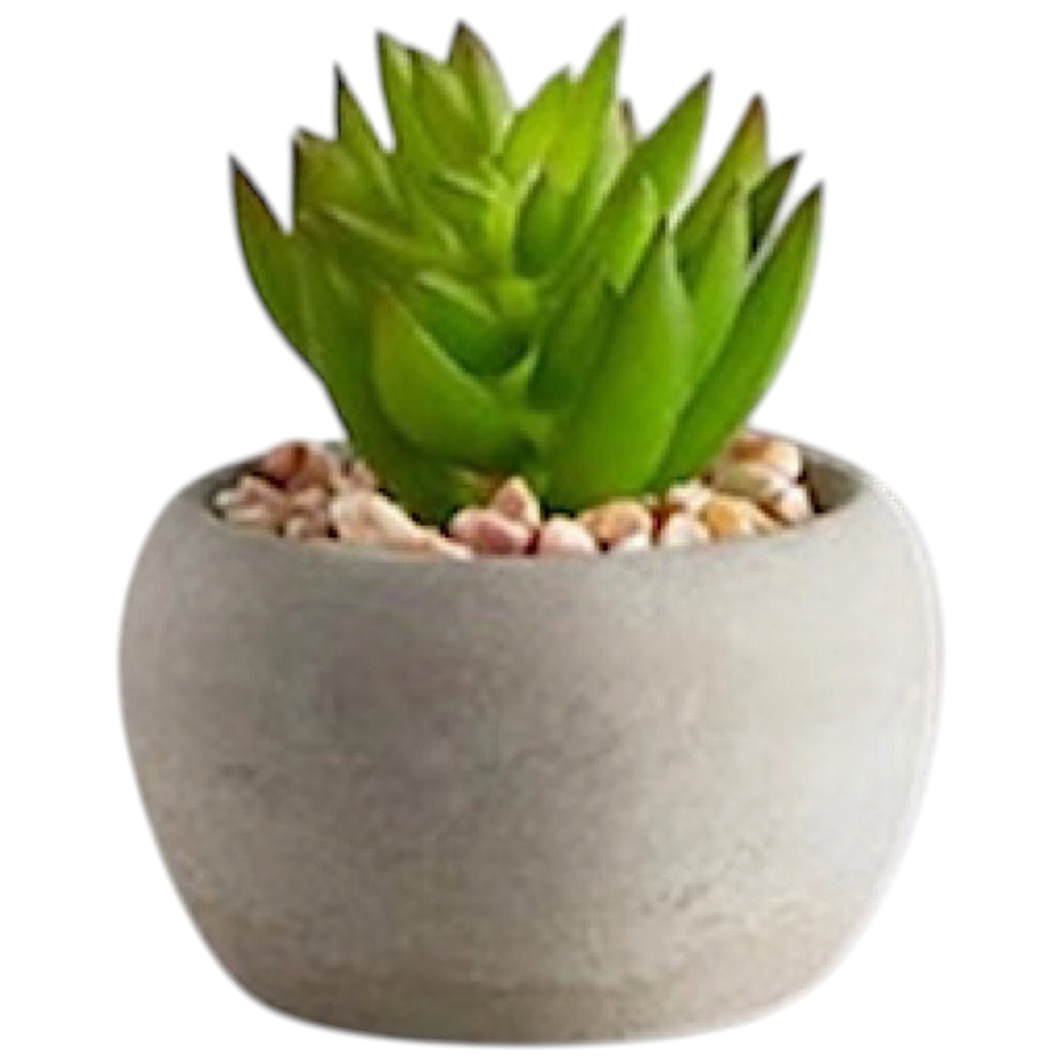 Mini Succulent Plants