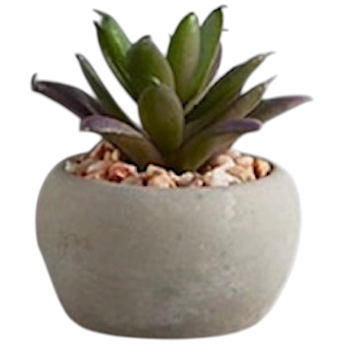 Mini Succulent Plants