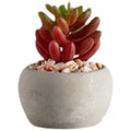 Mini Succulent Plants