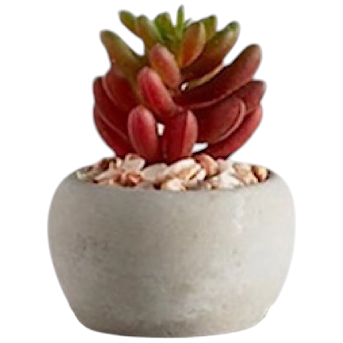 Mini Succulent Plants