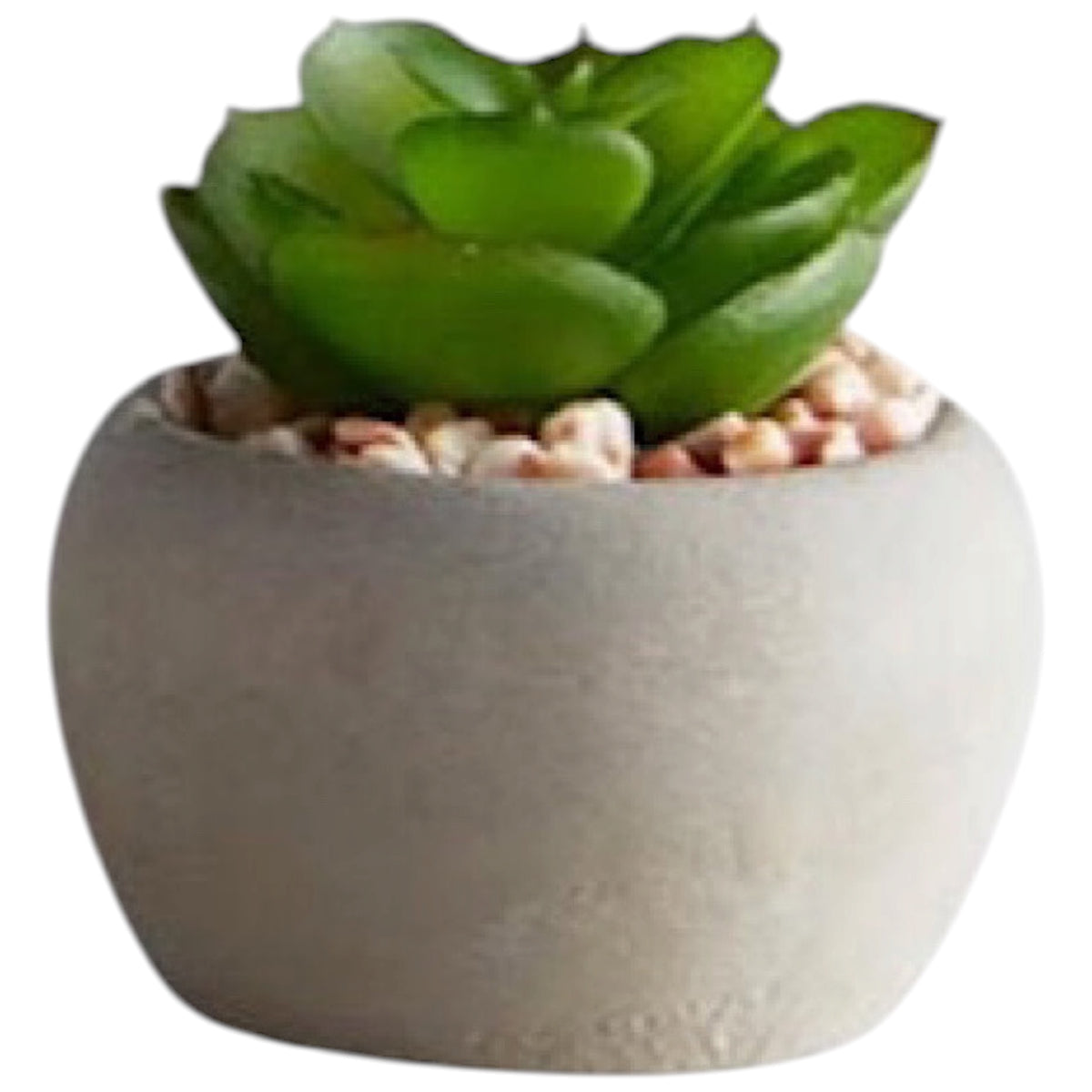 Mini Succulent Plants