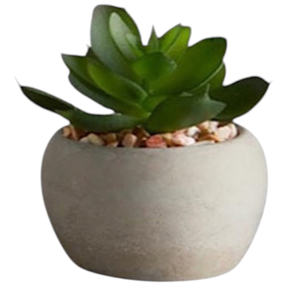 Mini Succulent Plants