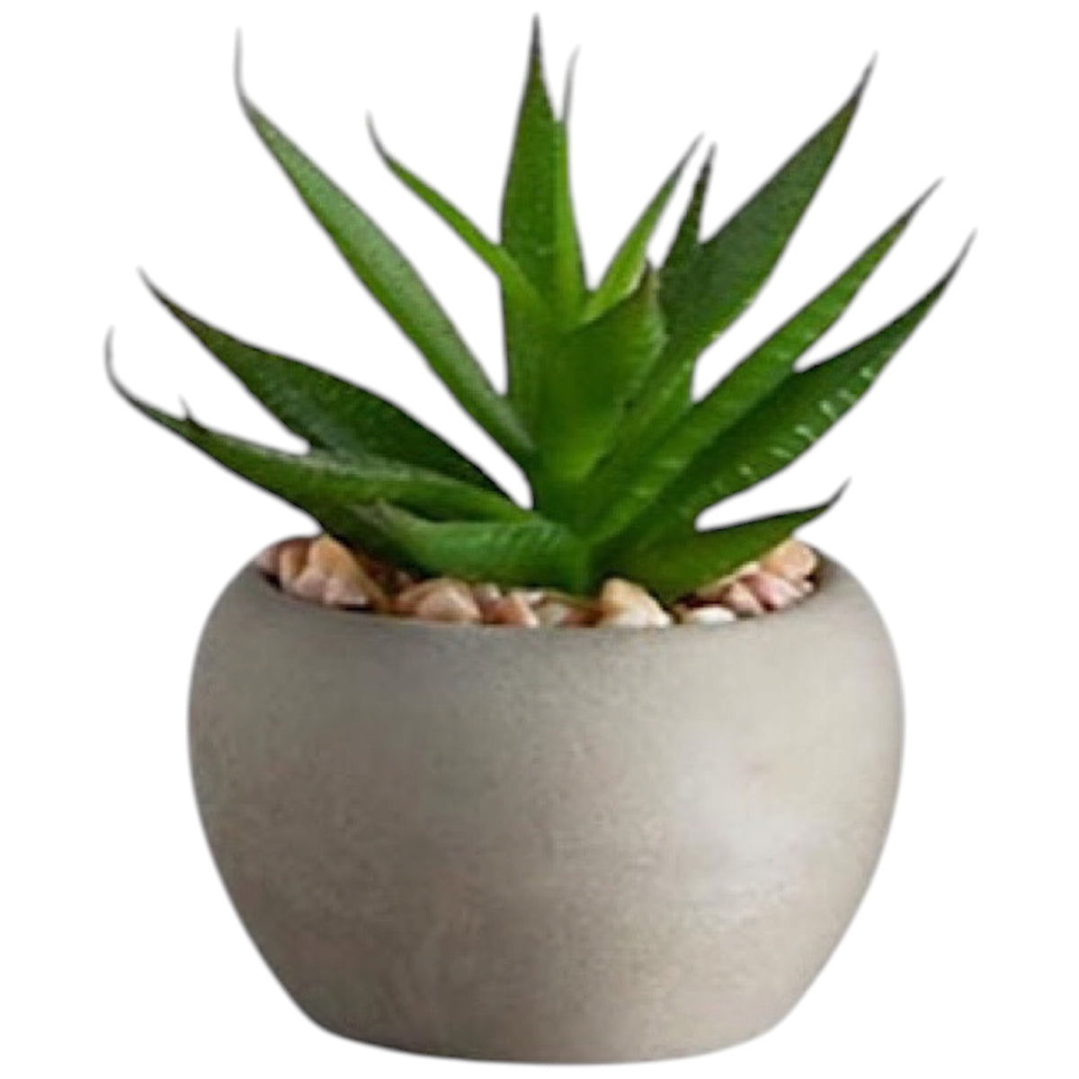 Mini Succulent Plants