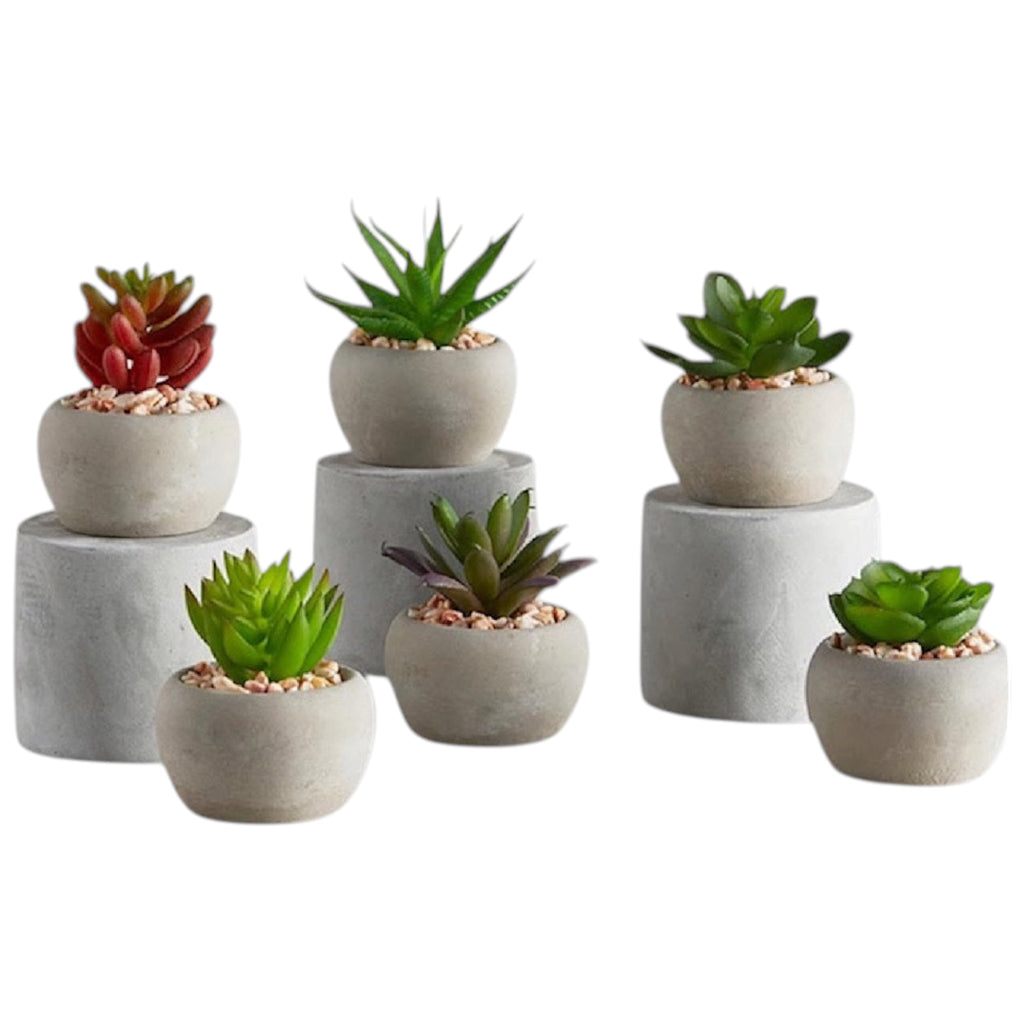 Mini Succulent Plants