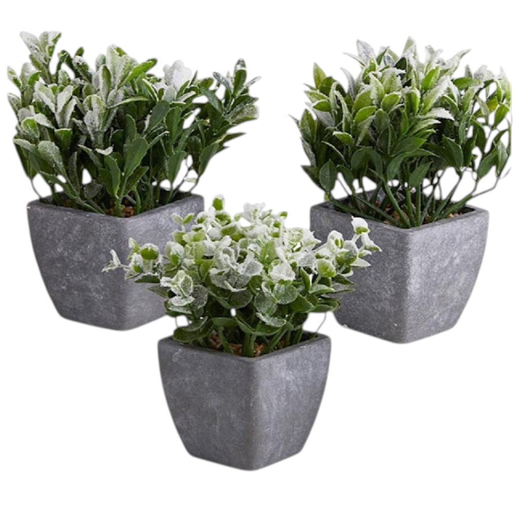 Plant in Pot
