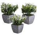 Plant in Pot