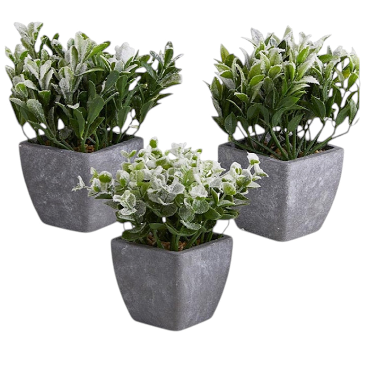 Plant in Pot