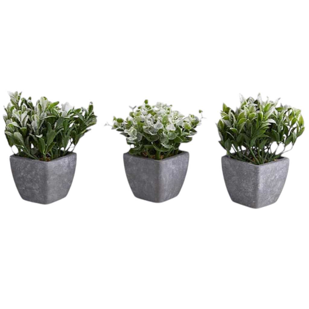 Plant in Pot